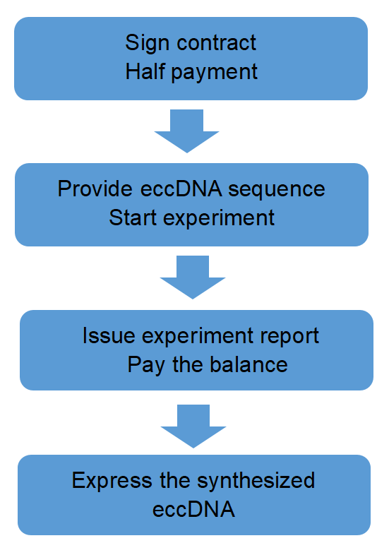 eccDNA synthesis