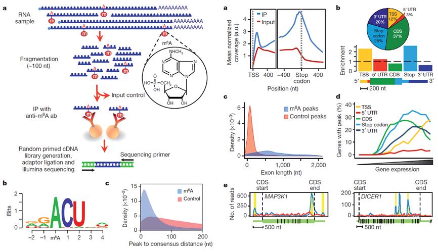 MeRIP-seq