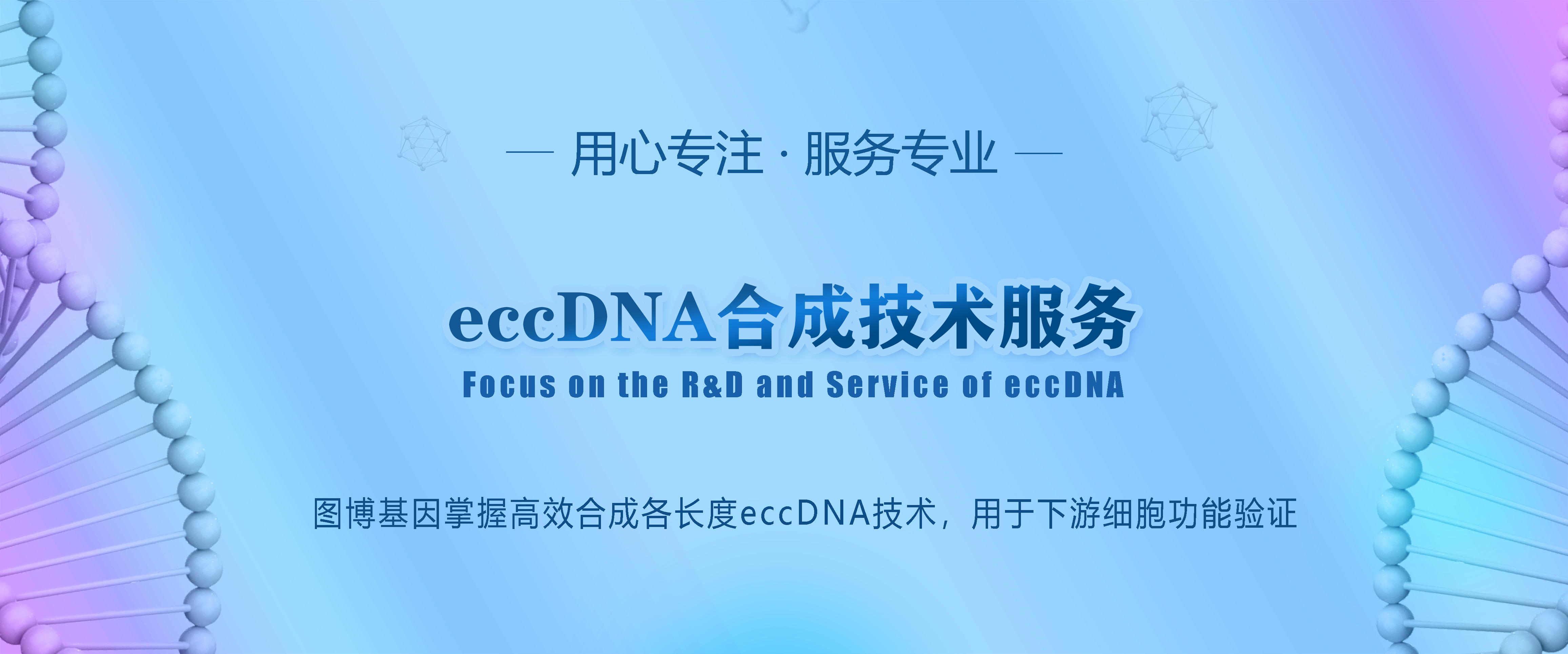 eccDNA合成